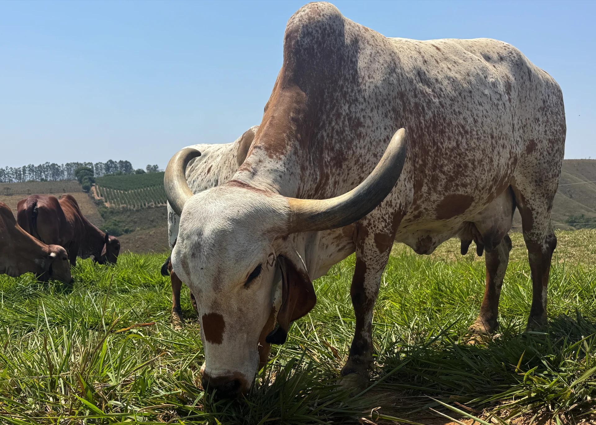zebu